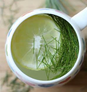 Pine needle tea