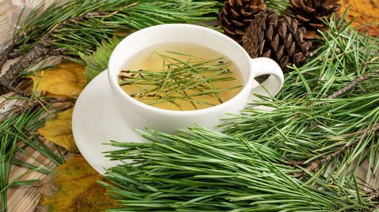 Pine needle tea